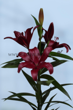 La Methone Lilium Methone (x 150)