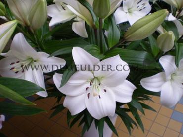 La Richmond Lilium Richmond (x 150)