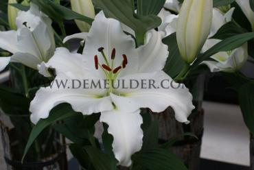 Ot Zambesi Lilium Zambesi (x 100)