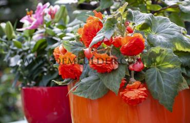 Double Double Orange Begonia Double Orange 6/7 (x 250)
