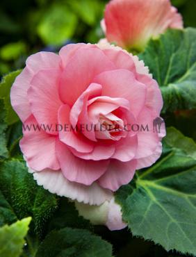 Double Double Pink Begonia Double Pink 6/7 (x 250)
