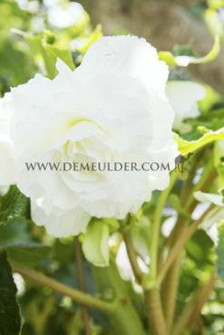 Double Double White Begonia Double White 6/7 (x 250)