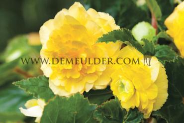 Double Double Yellow Begonia Double Yellow 6/7 (x 250)