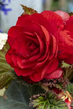 Double Red (Scarlet) Begonia Red (Scarlet) (x 250)