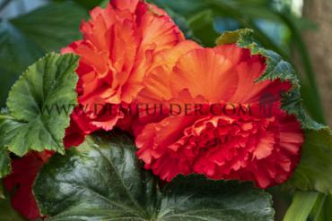 Fimbriata Orange Begonia Fimbriata Orange 6/7 (x 250)