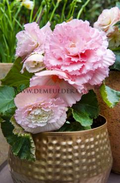 Fimbriata Pink Begonia Fimbriata Pink 6/7 (x 250)