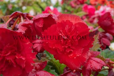 Fimbriata Red (Dark red) Begonia Fimbriata Red 6/7 (x 250)