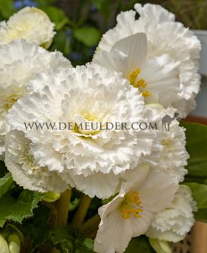 Fimbriata White Begonia Fimbriata White 6/7 (x 250)