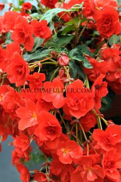 Pendula Red Begonia Pendula Red 5/6 (x 250)