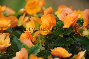 Pendula Orange Begonia Pendula Orange 5/6 (x 250)