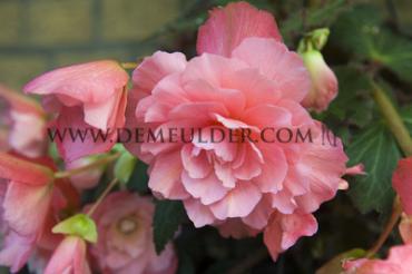 Pendula Pink Begonia Pendula Pink 5/6 (x 250)