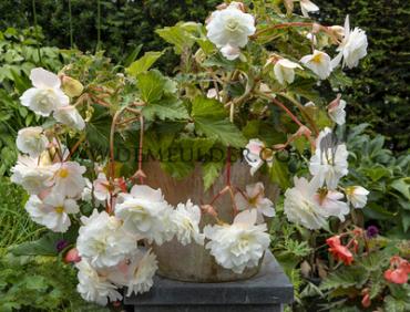 Pendula White Begonia Pendula White 5/6 (x 250)