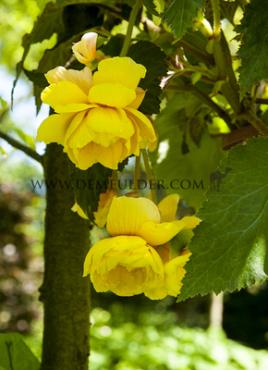 Pendula Yellow Begonia Pendula Yellow 5/6 (x 250)
