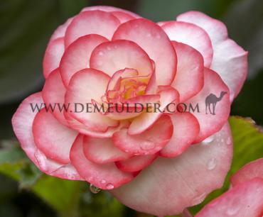 Picotee White (+ Red) Begonia Picotee White-Red 5/6 (x 250)