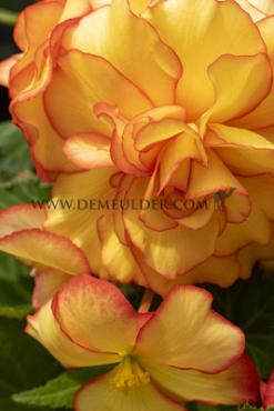 Picotee Yellow (+ Red) Begonia Picotee Yellow-Red (x 250)