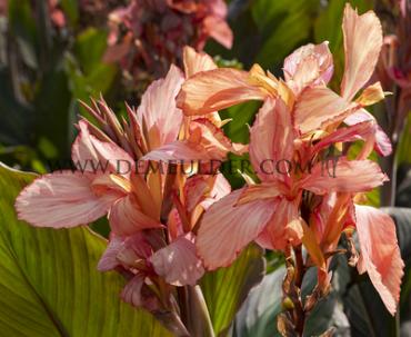 Variegated Leaves Champion Canna Champion, brown leaves (x 10)