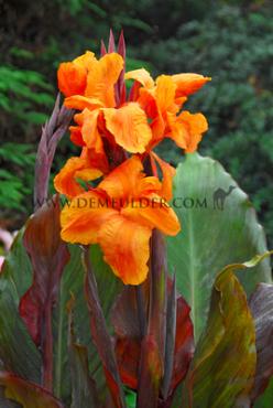Brown Leaves Wyoming Canna Wyoming, brown leaves (x 10)