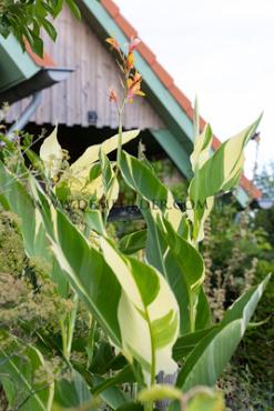 Variegated Leaves Stuttgart Canna Stutgart, green-white leaves (x 10)