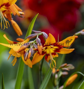 Crocosmiiflora Emily Mckenzie Crocosmia Emily Mckenzie (x 250)