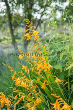 Crocosmiiflora George Davison Crocosmia George Davison (x 250)