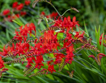 Crocosmiiflora Lucifer Crocosmia Lucifer (x 250)
