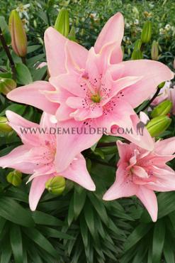 As Elodie Lilium Elodie (x 200)