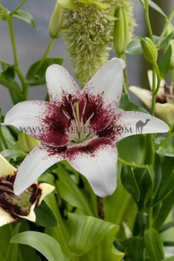 As Tribal Kiss Lilium Tribal Kiss (x 200)