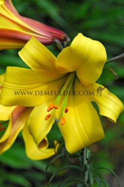 Dv Golden Splendour Lilium Golden Splendour (x 125)