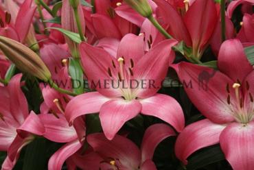 La Arbatax Lilium Arbatax (x 150)