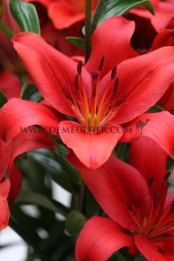 La Colares Lilium Colares (x 150)