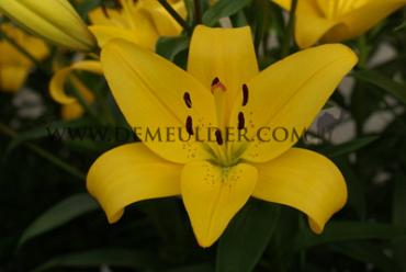 La El Divo Lilium El Divo (x 150)