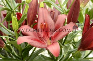 La Forza Red Lilium Forza Red (x 150)