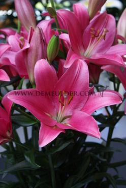 La Indian Summerset Lilium Indian Summerset (x 150)