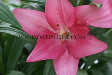 La Lively Lilium Lively (x 125)
