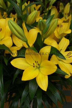 La Nashville Lilium Nashville (x 150)