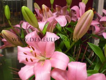 La Paciano Lilium Paciano (x 150)