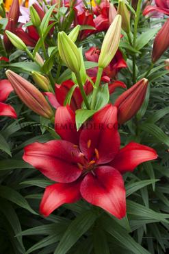 La Pokerface Lilium Pokerface (x 150)