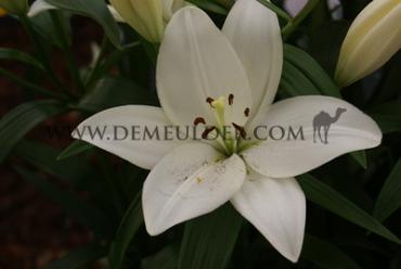 La Scansano Lilium Scansano (x 150)