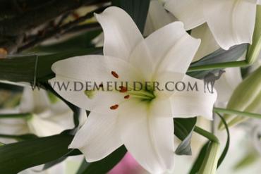 Llo Fredo Lilium Fredo (x 125)