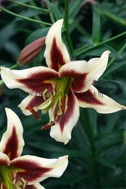 Ot Beverly Dreams Lilium Beverly Dreams (x 200)