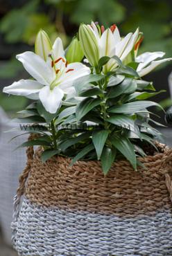 Pot-Or Sunny Bahamas Lilium Sunny Bahamas (x 300)