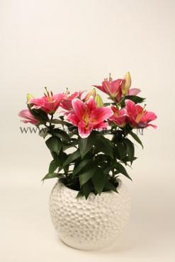 Pot-Or Sunny Robyn Lilium Sunny Robyn (x 300)