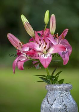 Pot-As Tiny Diamond Lilium Tiny Diamond (x 300)