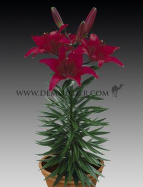 Pot-As Tiny Ghost Lilium Tiny Ghost (x 300)