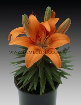 Pot-As Tiny Invader Lilium Tiny Invader (x 300)