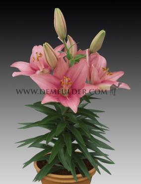 Pot-As Tiny Pearl Lilium Tiny Pearl (x 300)