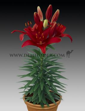 Pot-As Tiny Rocket Lilium Tiny Rocket (x 300)