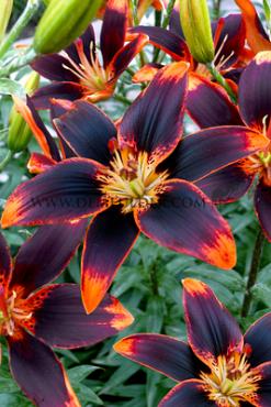 Pot-As Tiny Shadow Lilium Tiny Shadow (x 300)