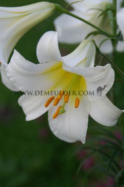 Species Regale Album Lilium Regale Album (x 125)