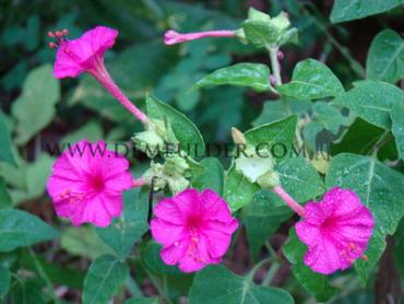 Jalapa Mirabilis Jalapa (x 250)
